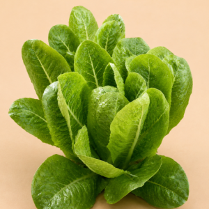 Lechuga romana - Escuela Agroecológica Los Cascabeles